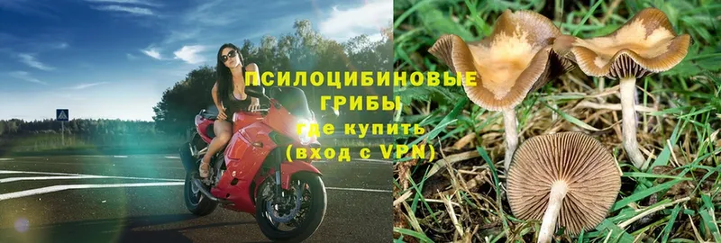 Галлюциногенные грибы Psilocybe  Лангепас 